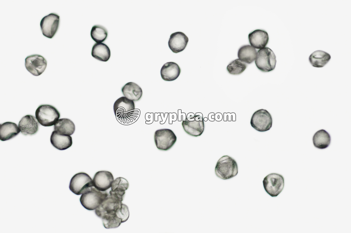 Pollen Noisetier x100 - gryphea.com